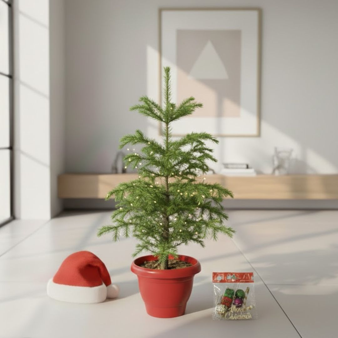 Araucaria / Christmas Tree (~ 2.5 Ft) in 10 Inch Classy Red Plastic Pot