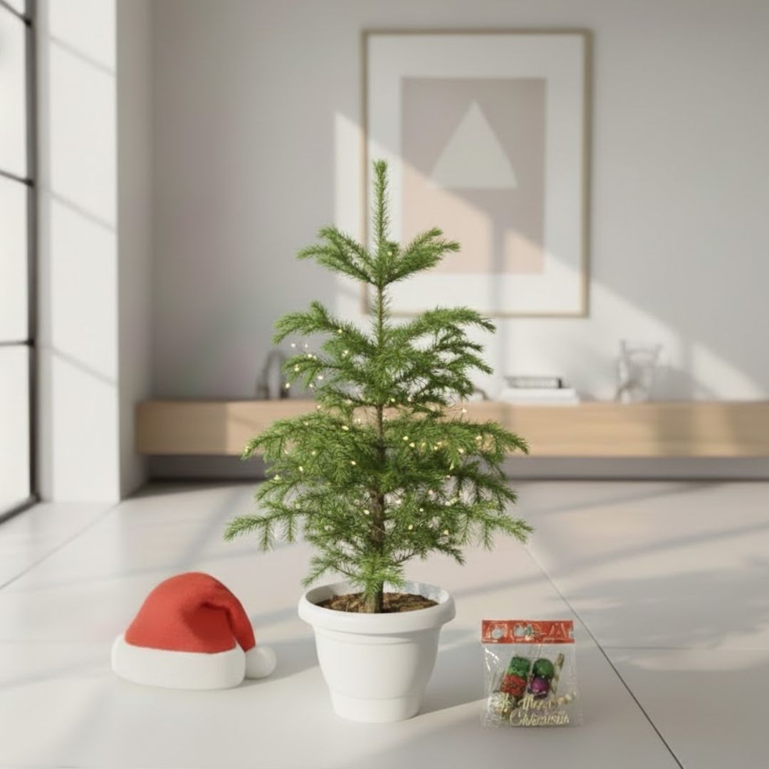 Xmas Decor Special - Araucaria / Christmas Tree (~ 2.5 Ft) in 10 Inch Classy White Plastic Pot - with Fairy Lights, Xmas Decorations & Santa Cap