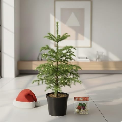 Xmas Goodies Special - Christmas Tree / Araucaria in 6 Inch Nursery Pot - with Fairy Lights, Xmas Decorations & Santa Cap