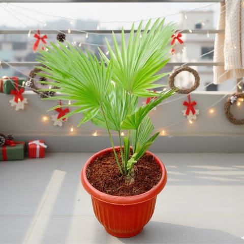 China Palm / Fan Palm in 8 Inch Terracotta Red Olive Plastic Pot