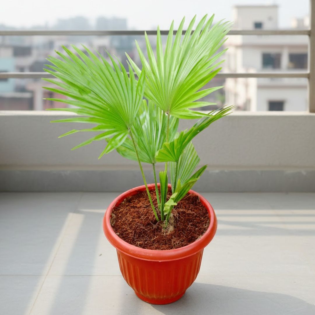 Air Purifier - China Palm / Fan Palm in 8 Inch Terracotta Red Olive Plastic Pot - Absorbs Pollution