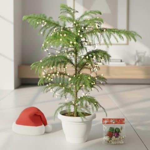 Xmas Goodies Special - Araucaria / Christmas tree (~ 2-3 Ft) in 10 Inch White Classy Plastic Pot - with Fairy Lights, Xmas Decorations & Santa Cap