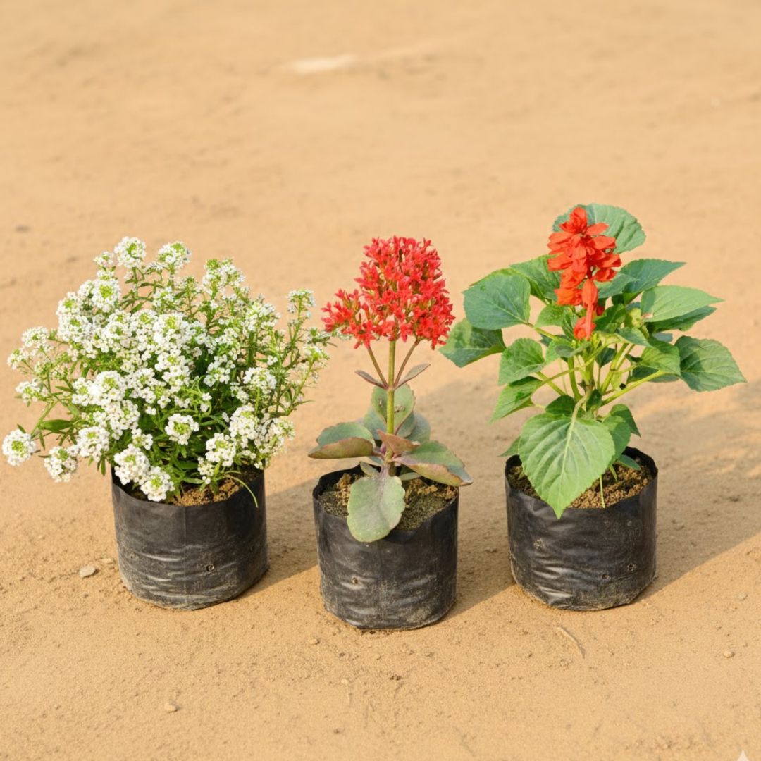 Xmas Combo - Alyssum White, Desi Kalanchoe & Salvia (Any Colour) in 4 Inch Nursery Bag