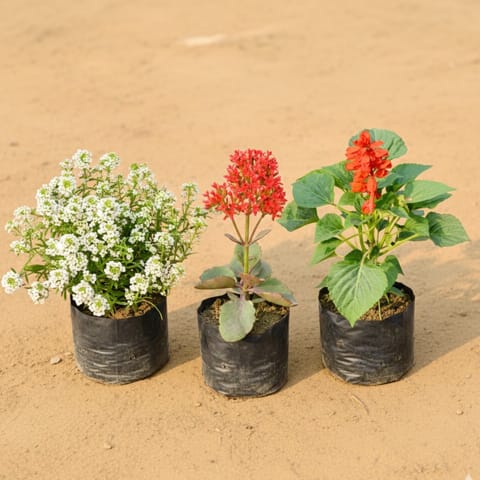 Holidays Combo - Alyssum White, Desi Kalanchoe & Salvia (Any Colour) in 4 Inch Nursery Bag