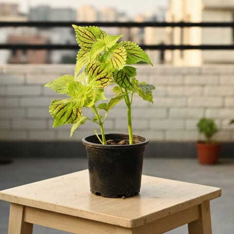 Coleus Green in 4 Inch Nursery Pot