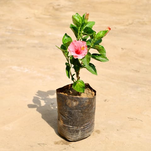 Hibiscus / Gudhal Pink in 7 Inch Nursery Bag
