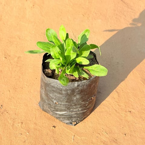 Palak Spinach Plant in 4 Inch Nursery Bag