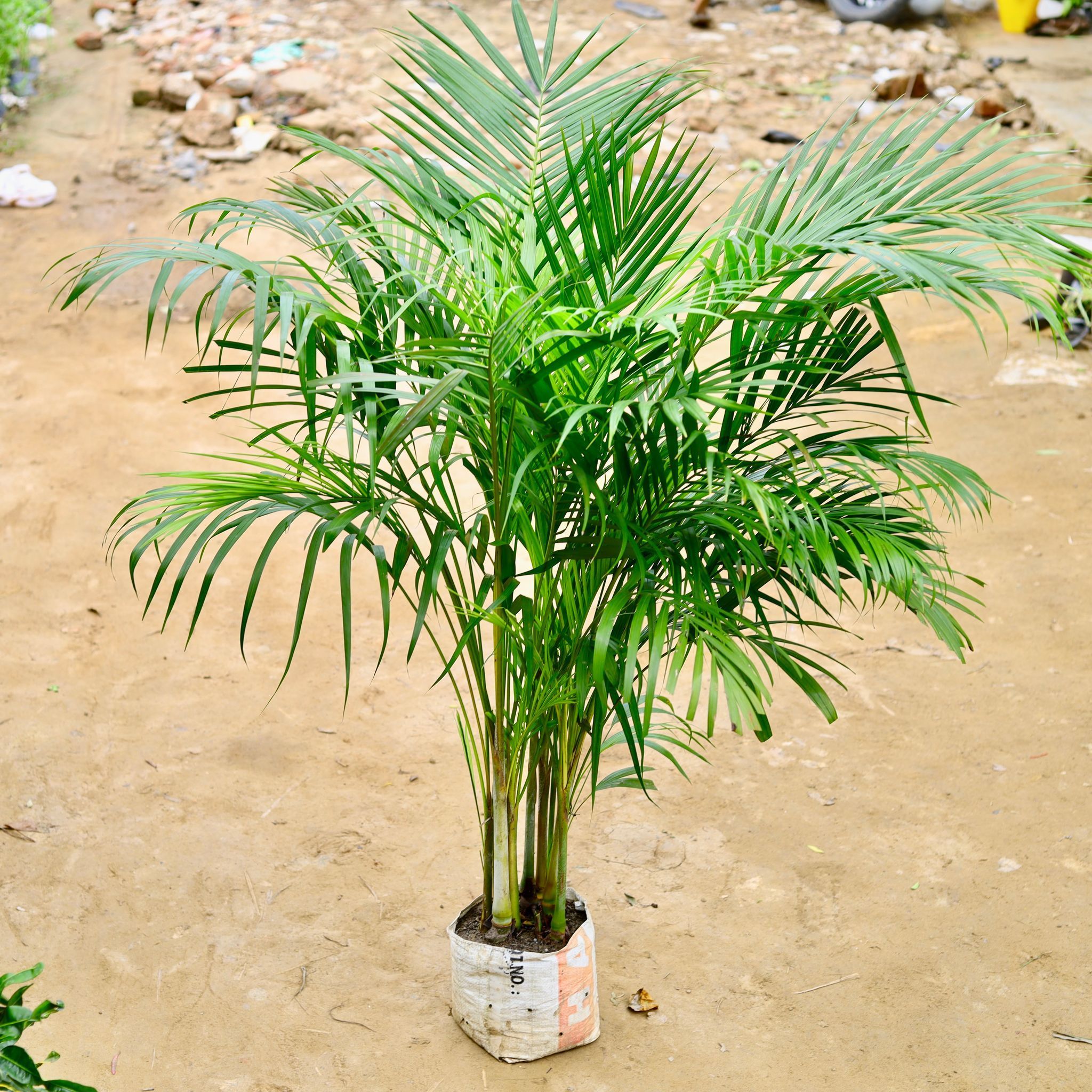 Areca Palm (~ 4 Ft) in 8 Inch Nursery Bag