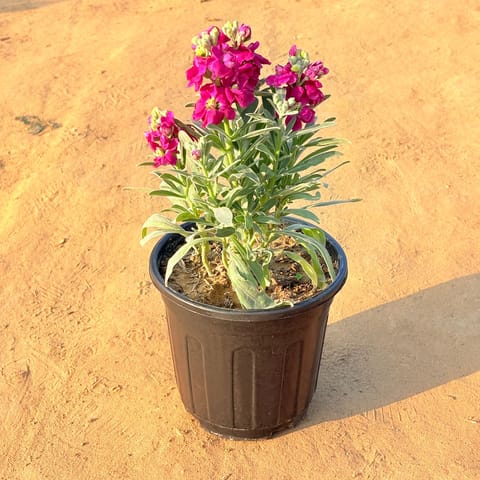 Stock Plant (Any Colour) in 6 Inch Nursery Pot