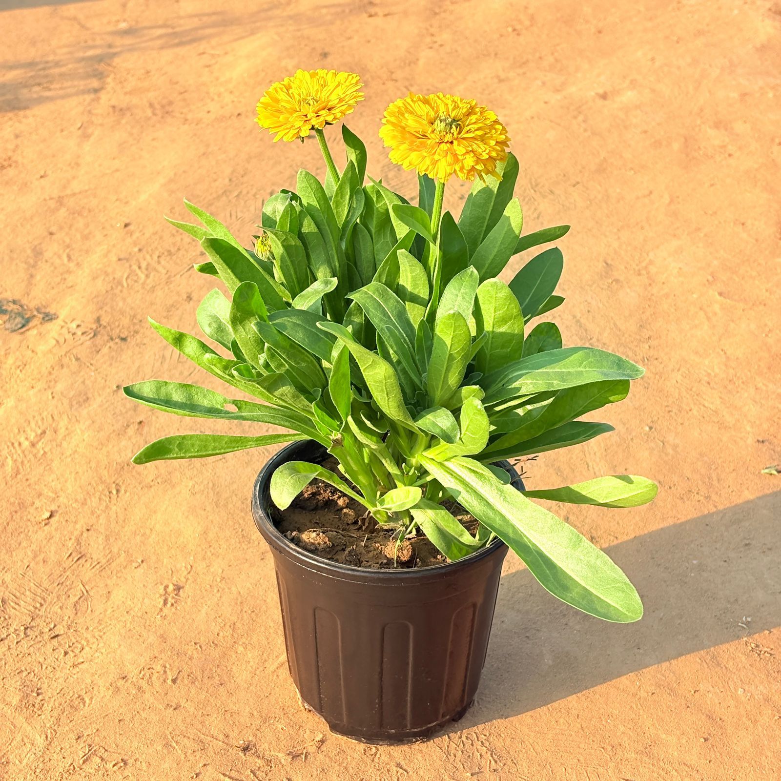 Calendula (any colour) in 6 Inch Nursery Pot