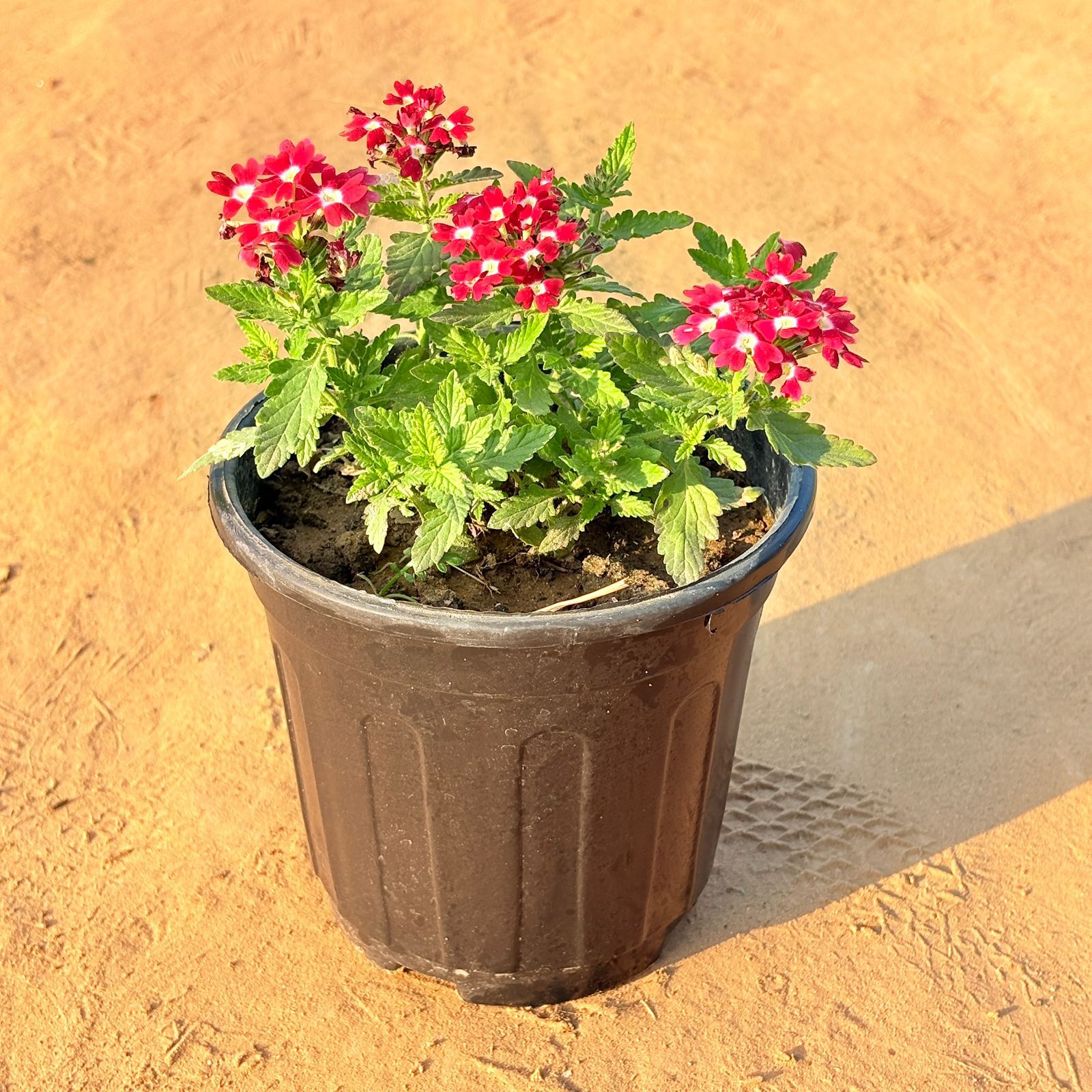 Verbena (Any Colour) in 6 Inch Nursery Pot