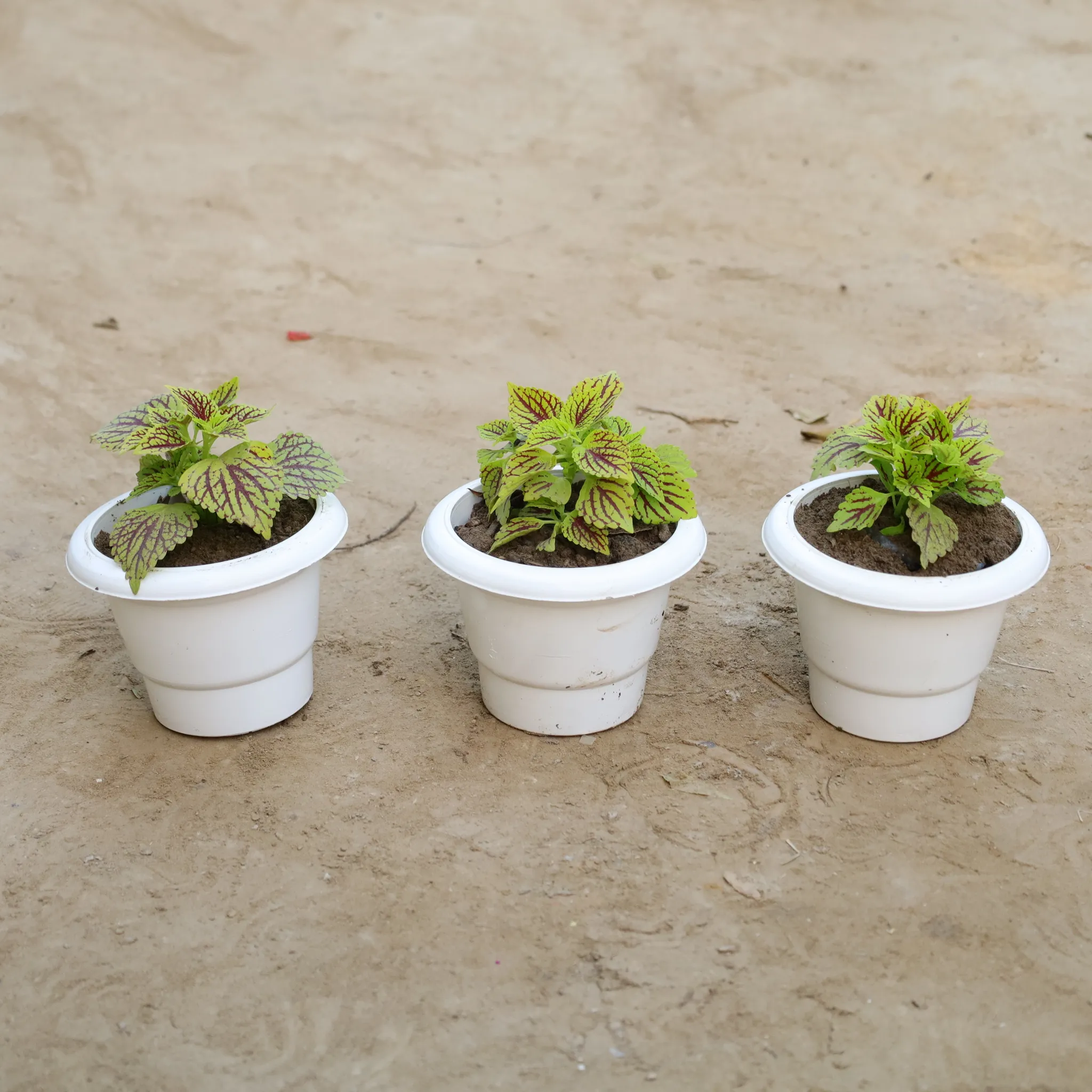 Set Of 3 - Coleus (Any Colour) Green in 6 Inch Classy White Plastic Pot