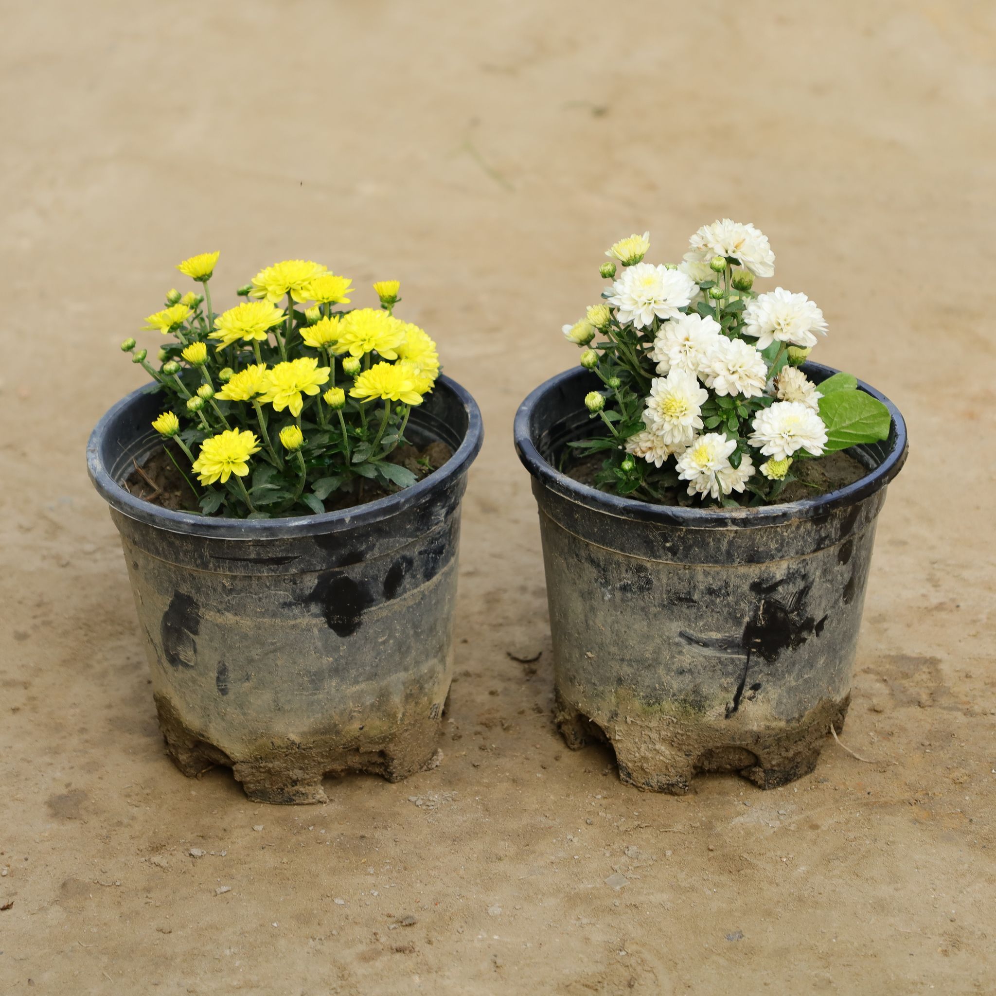 Set Of 2 - Chrysanthemum / Guldawari (Any Colour) in 6 Inch Nursery Bag