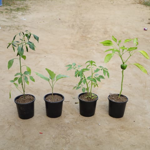 Set Of 4- Green Chilli, Round Brinjal, Red Tomato & Capsicum in 6 Inch Nursery Pot