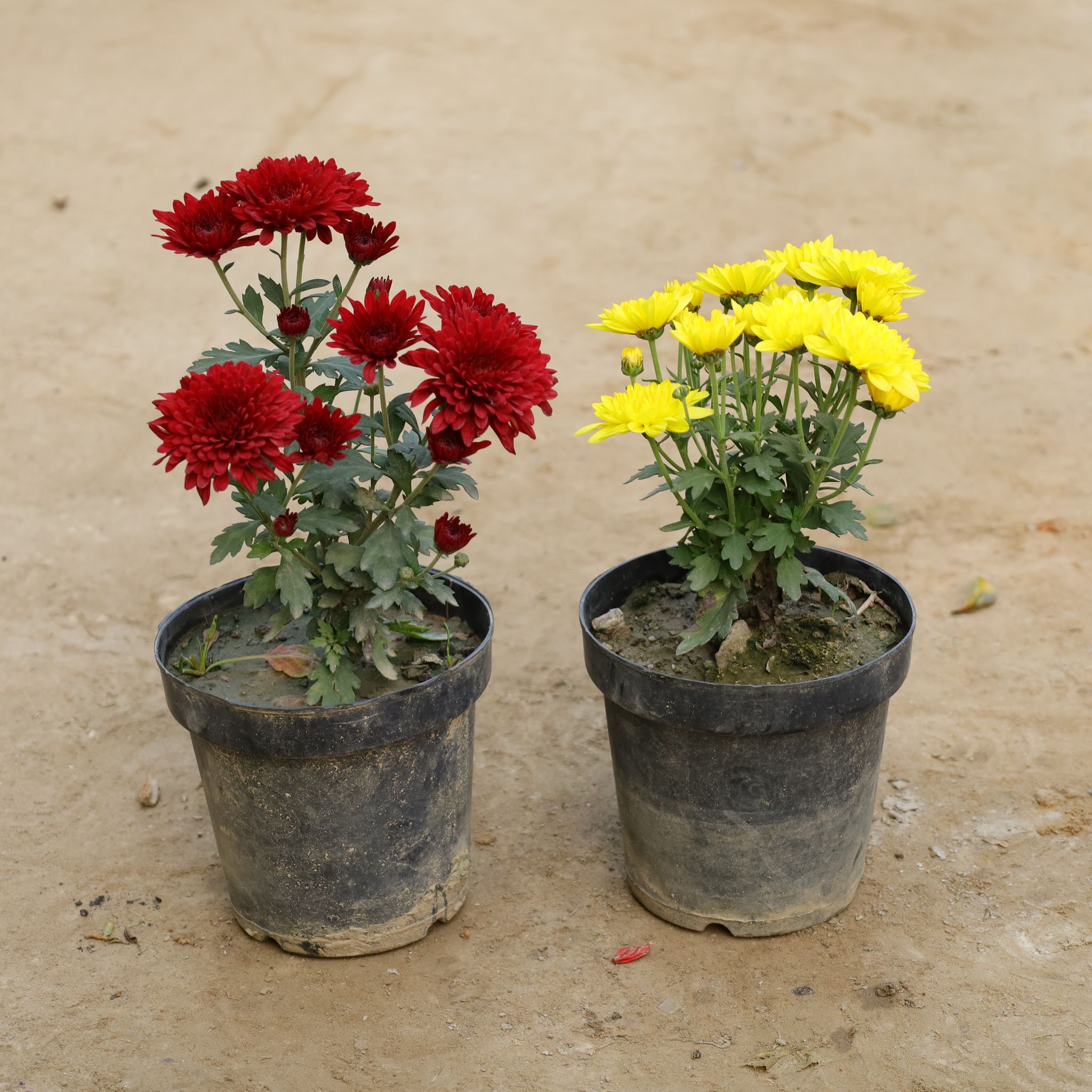 Set Of 2 - Chrysanthemum / Guldawari (Any Colour) in 6 Inch Nursery Pot