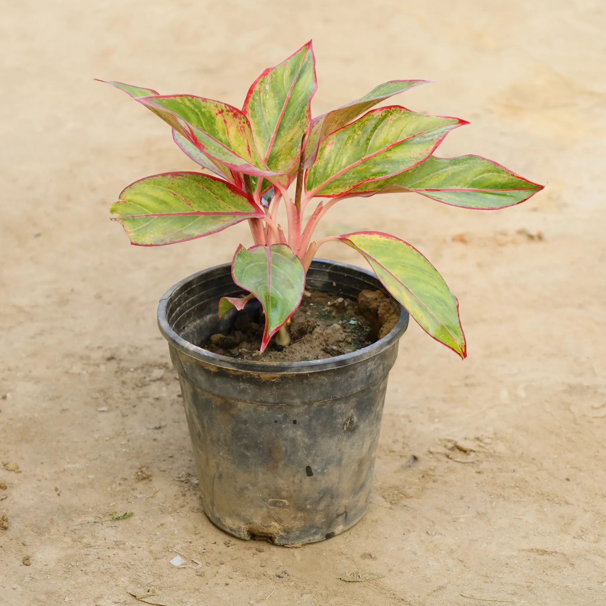 Aglaonema Lipstick in 6 Inch Nursery Pot