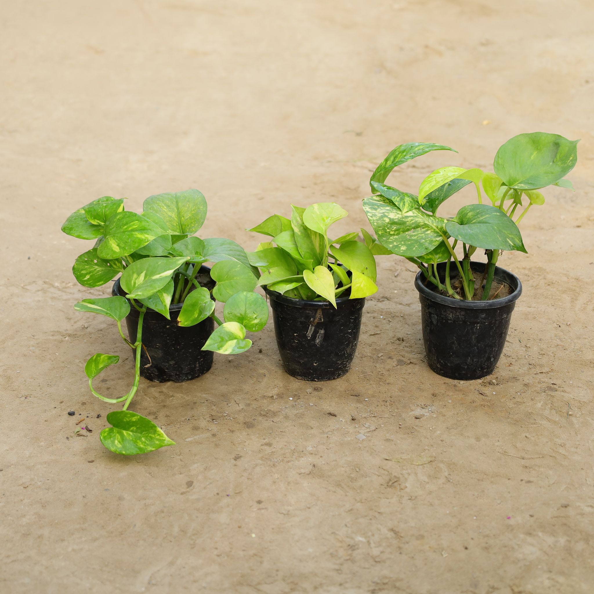 Set Of 3 - Premium Money Plant in 4 Inch Nursery Pot