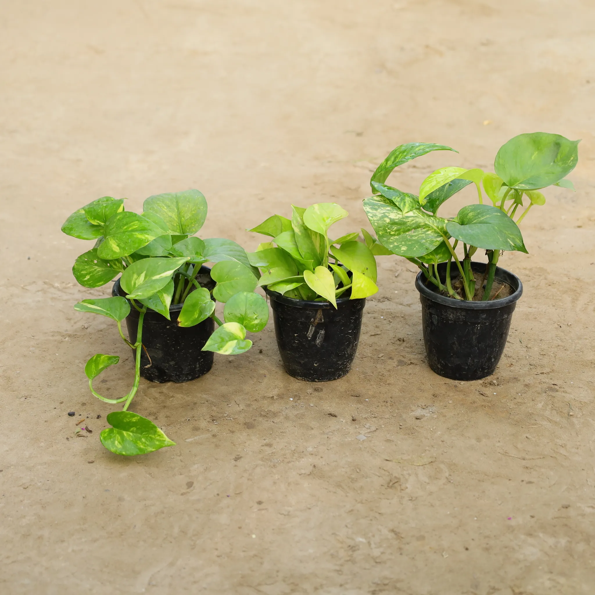 Set Of 3 - Premium Money Plant in 4 Inch Nursery Pot