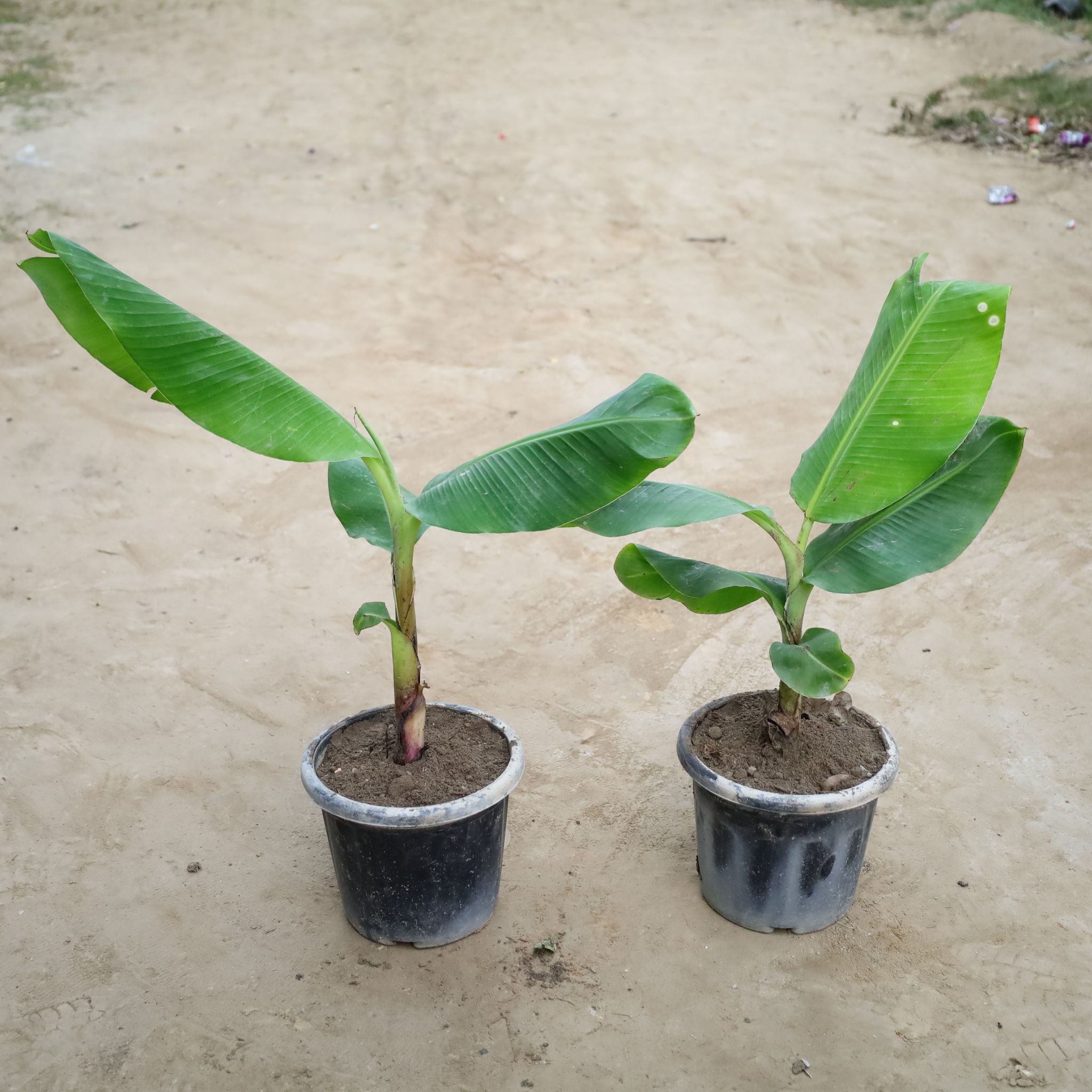 Set Of 2 - Hybrid Banana in 8 Inch Nursery Pot