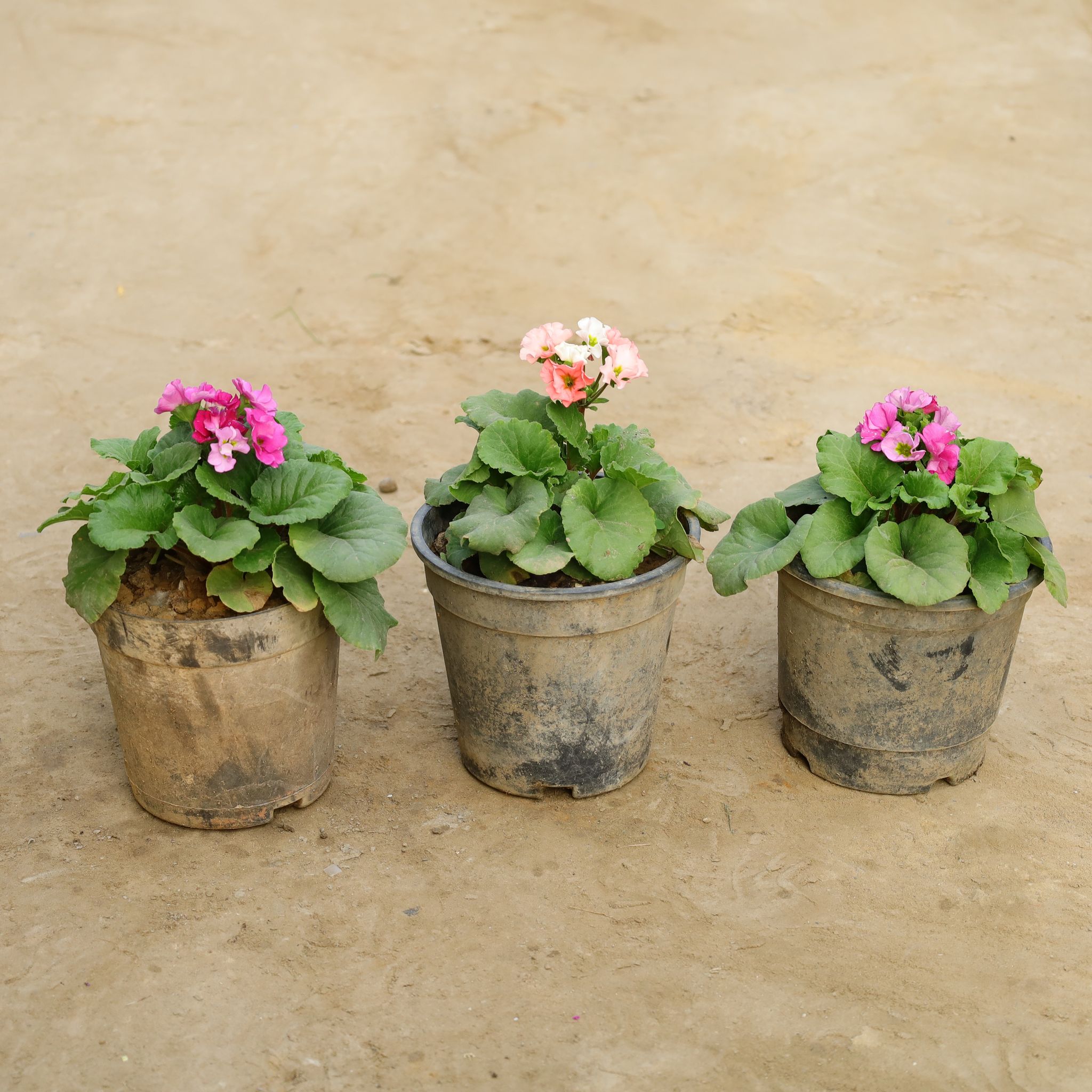 Set Of 3 - Geranium (Any Colour) in 6 Inch Nursery Bag