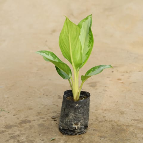 Aglaonema Dove in 4 Inch Nursery Bag