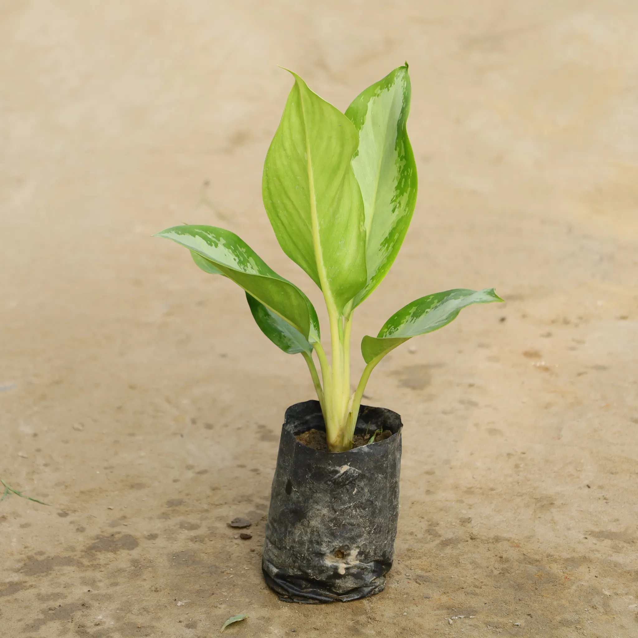 Aglaonema Dove in 4 Inch Nursery Bag