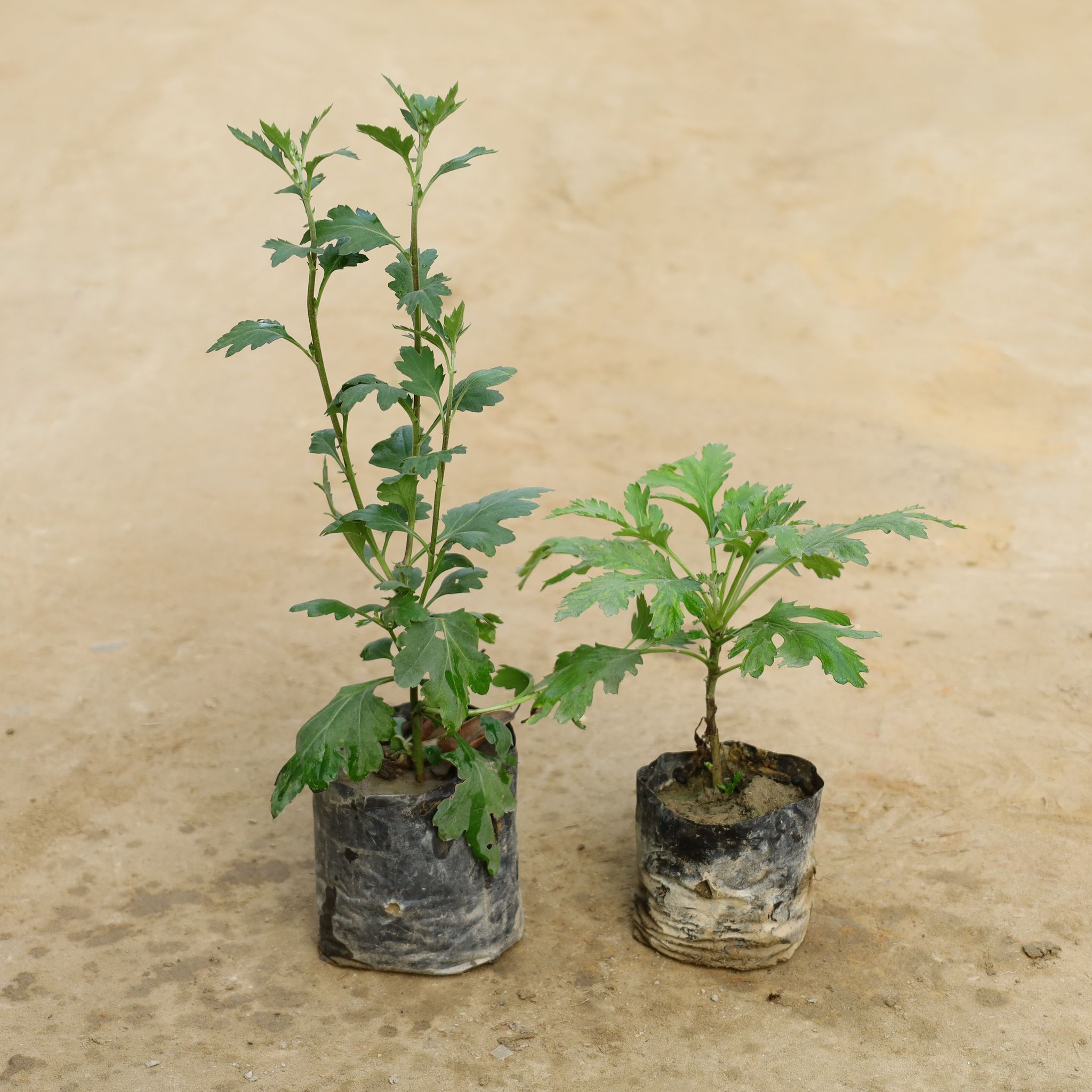 Set Of 2 - Chrysanthemum / Guldawari (Any Colour) in 4 Inch Nursery Bag