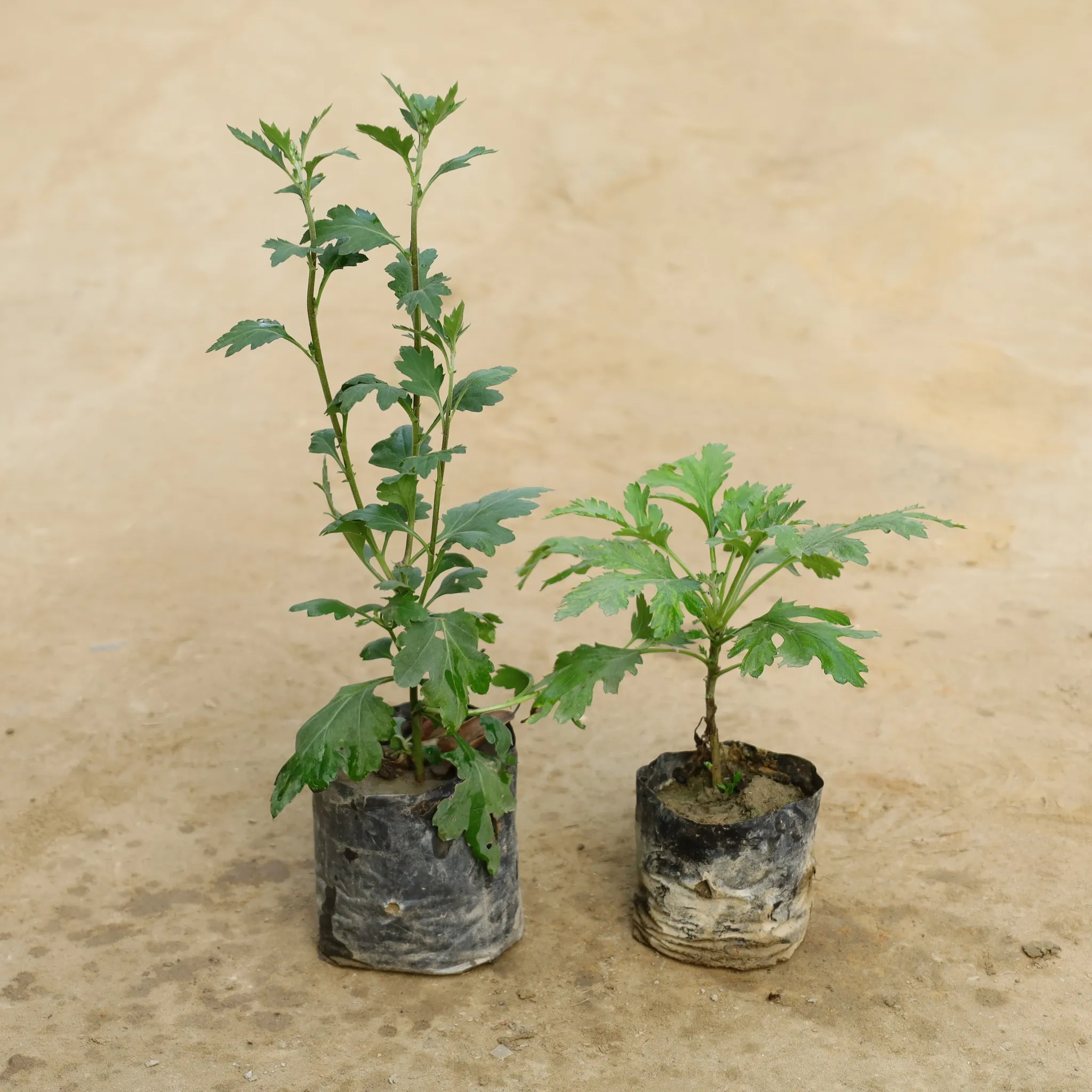 Set Of 2 - Chrysanthemum / Guldawari (Any Colour) in 4 Inch Nursery Bag