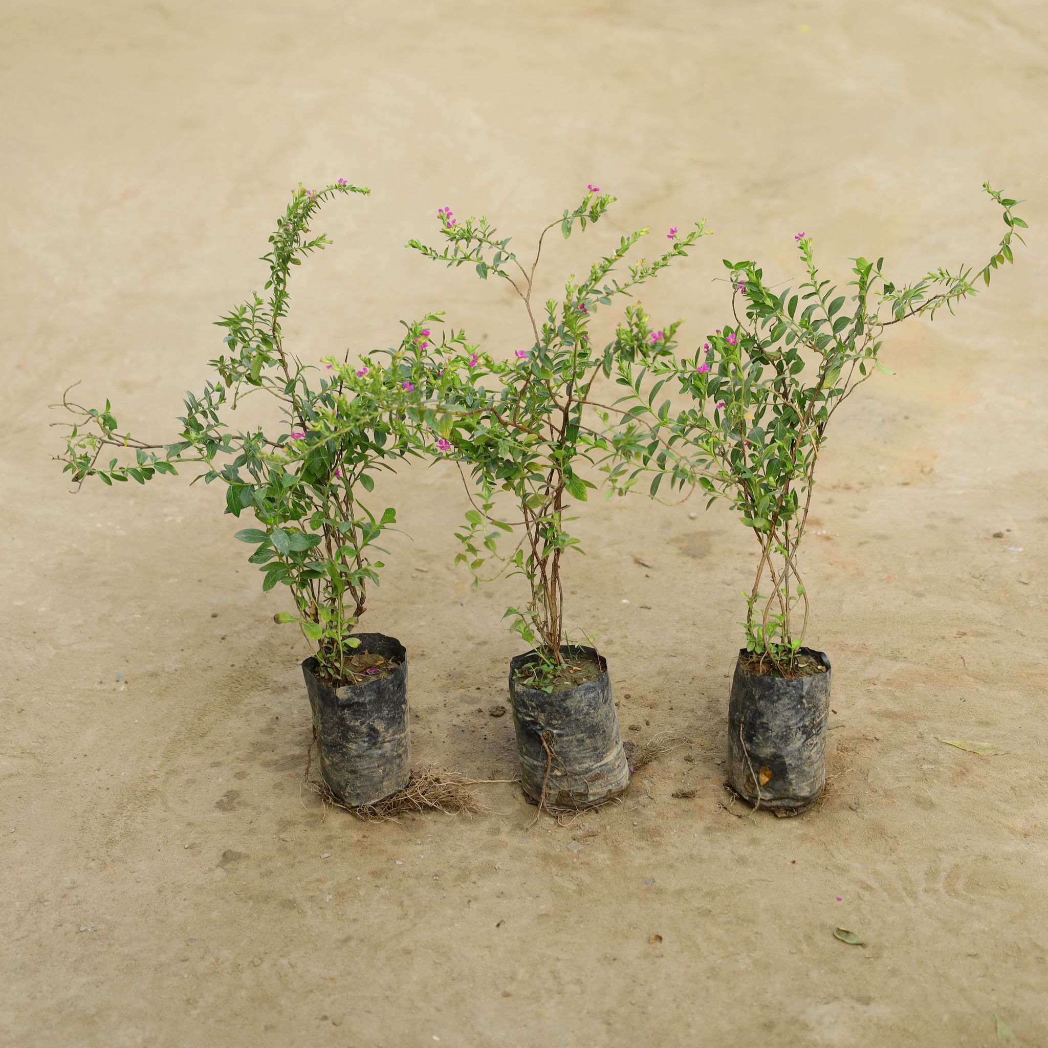 Set Of 3 - Cuphea / False Heather (Any Colour) in 4 Inch Nursery Bag