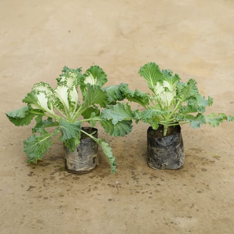 Set Of 2 - Kale in 4 Inch Nursery Bag