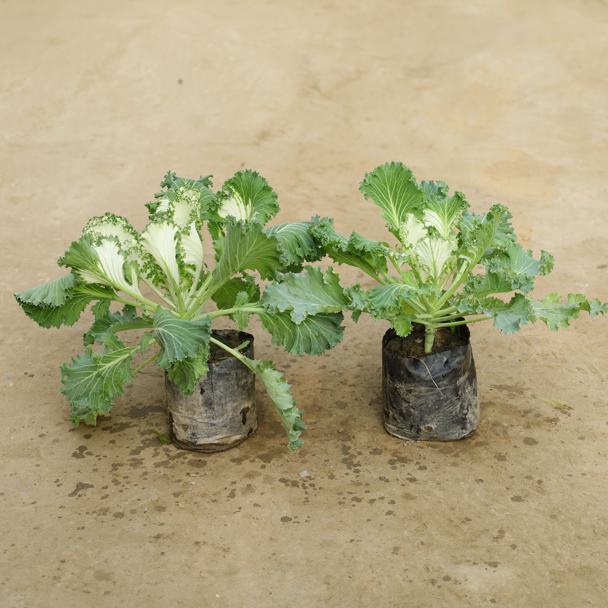 Set Of 2 - Kale in 4 Inch Nursery Bag