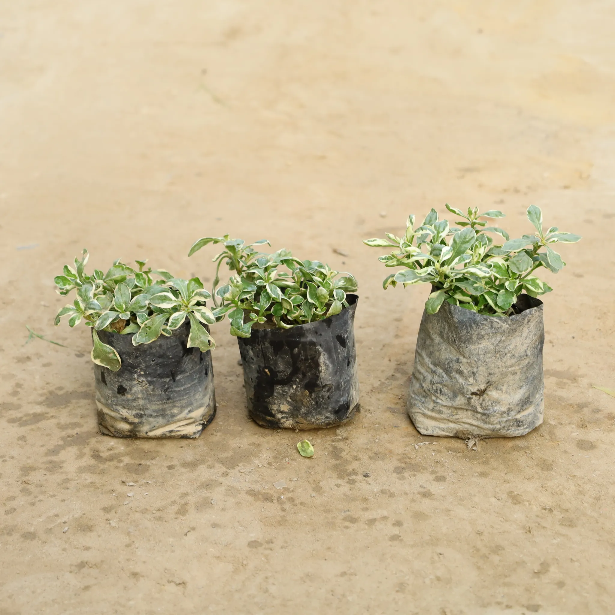 Set Of 3 - Alternanthera Varigated in 4 Inch Nursery Bag