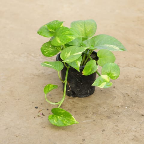 Money Plant Green in 4 Inch Nursery Pot