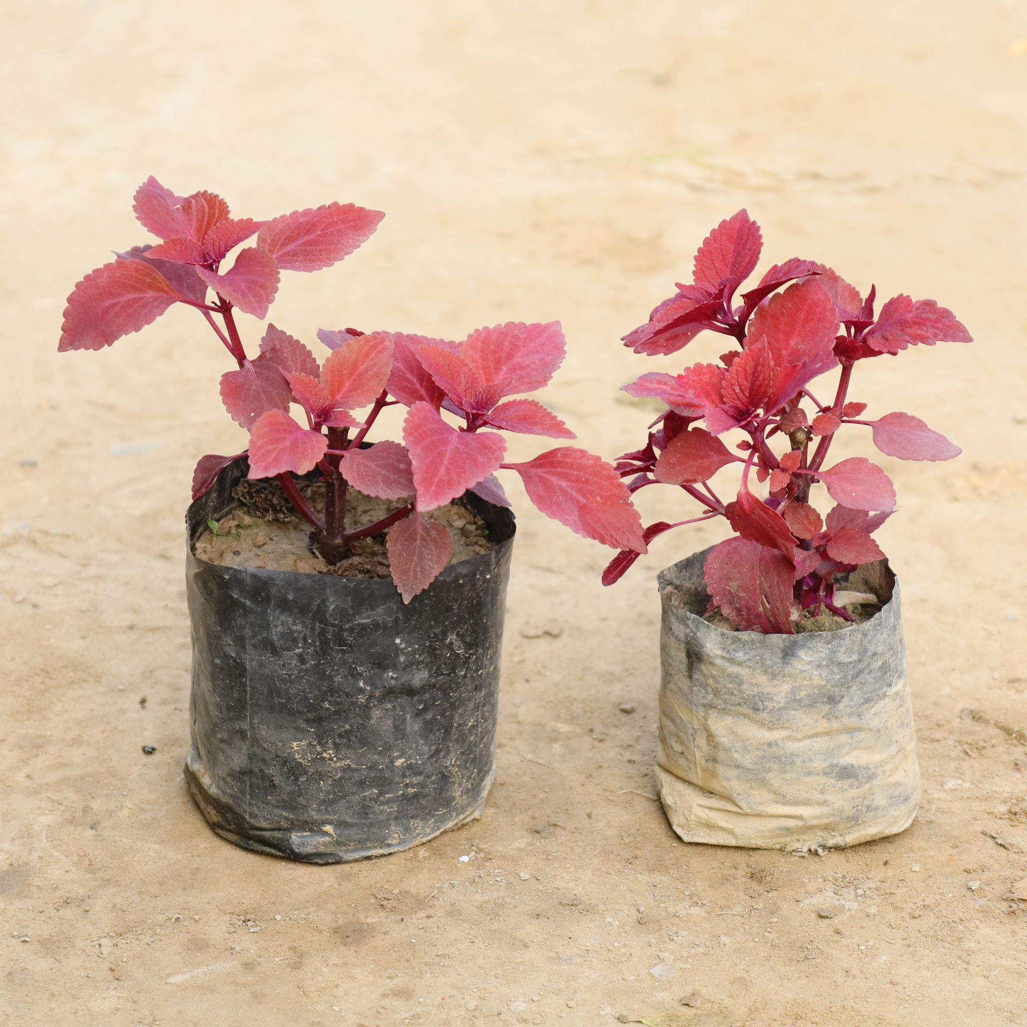 Set Of 2 - Coleus (Any Colour) Red in 4 Inch Nursery Bag
