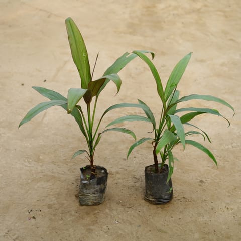 Set Of 2 - Dracaena Green in 4 Inch Nursery Bag