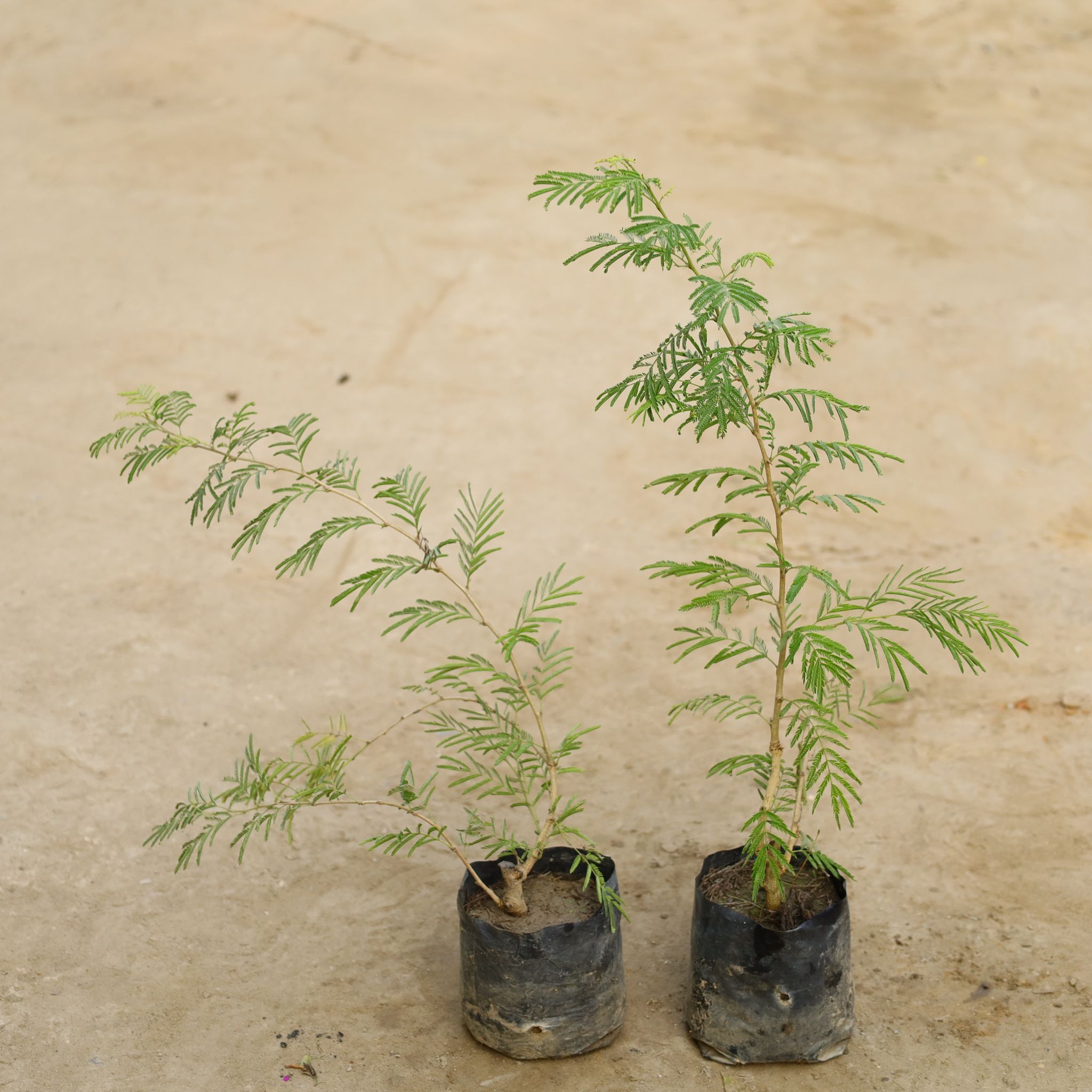 Set Of 2 - Holy Shami in 4 Inch Nursery Bag