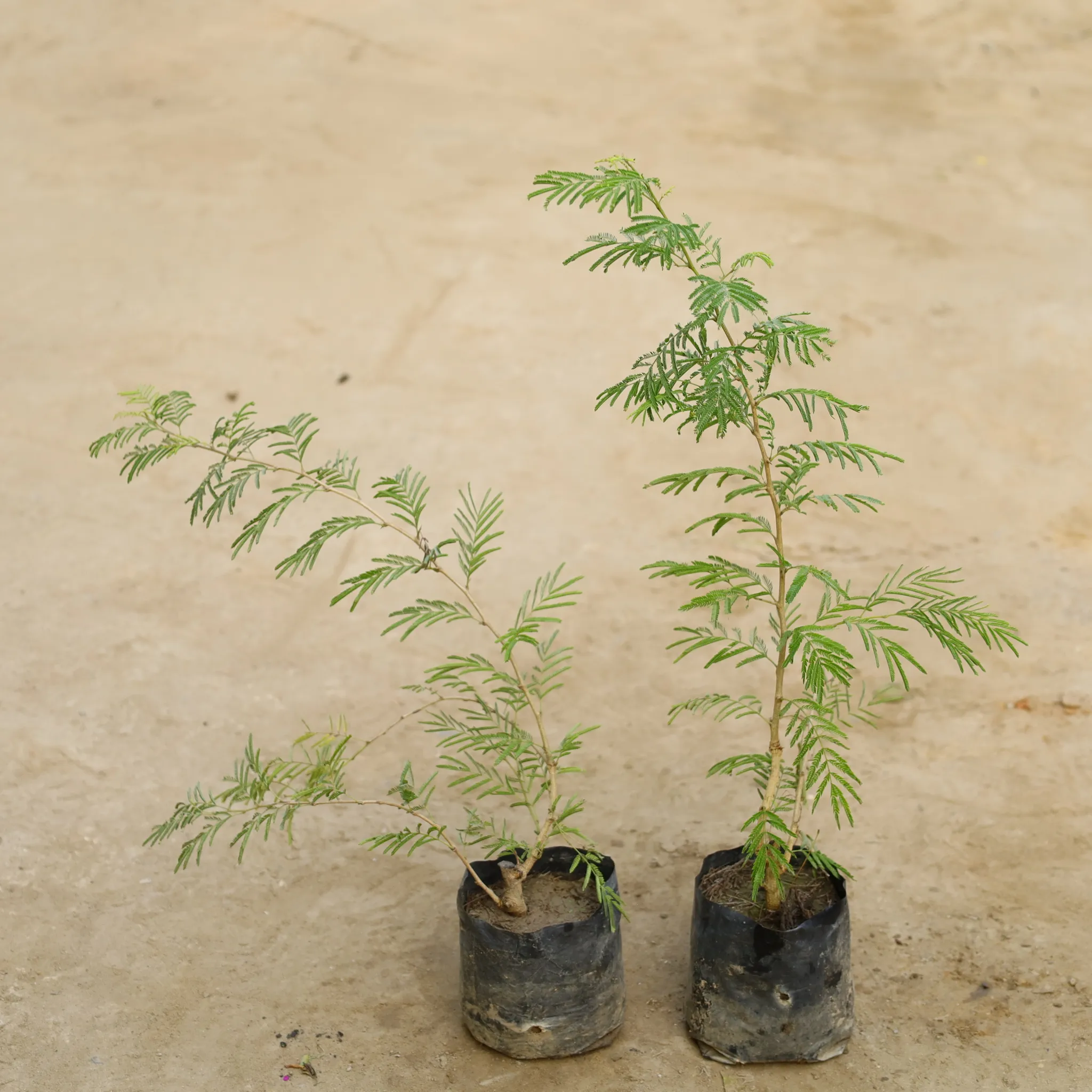 Set Of 2 - Holy Shami in 4 Inch Nursery Bag