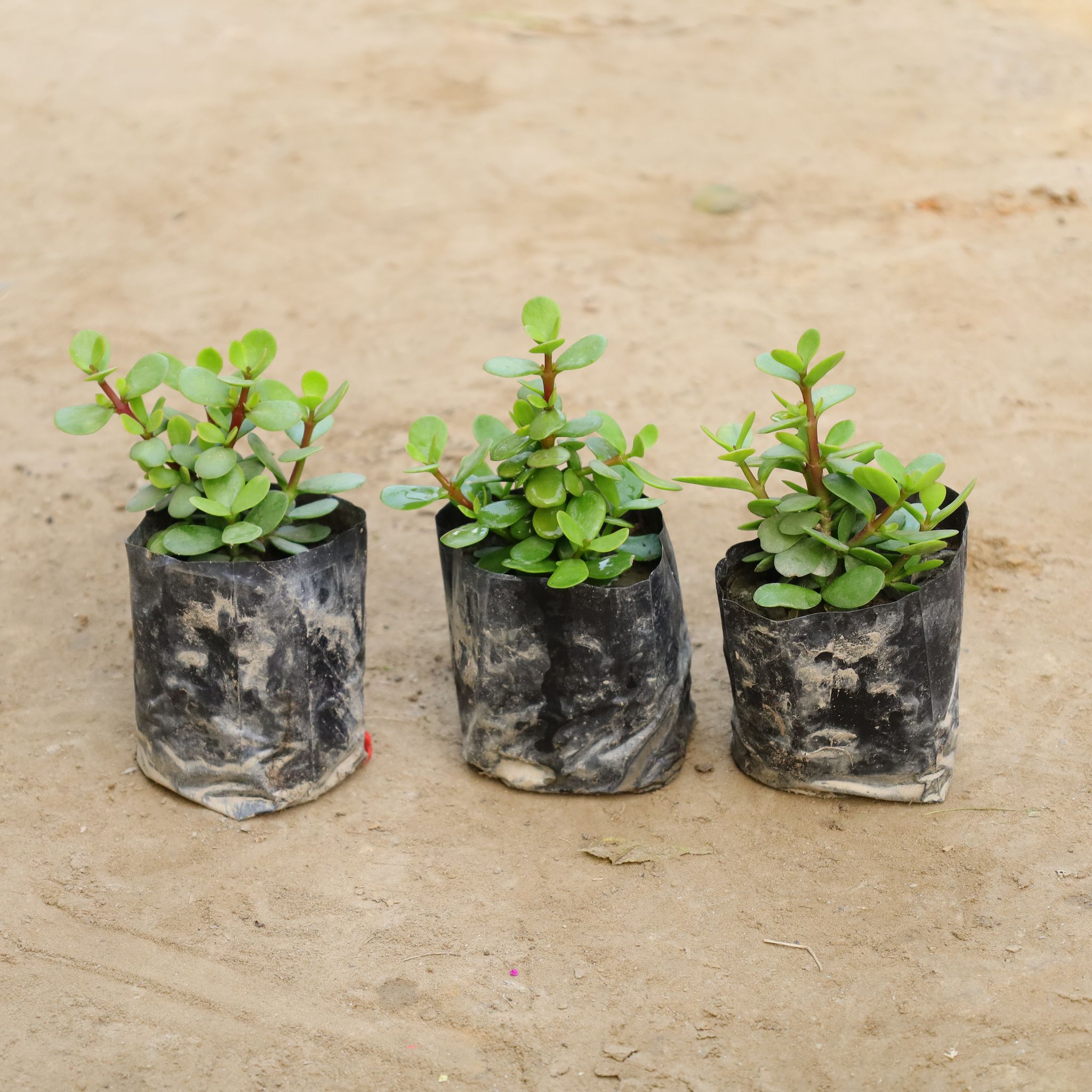 Set Of 3 - Bangolory Lucky Jade in 4 Inch Nursery Bag
