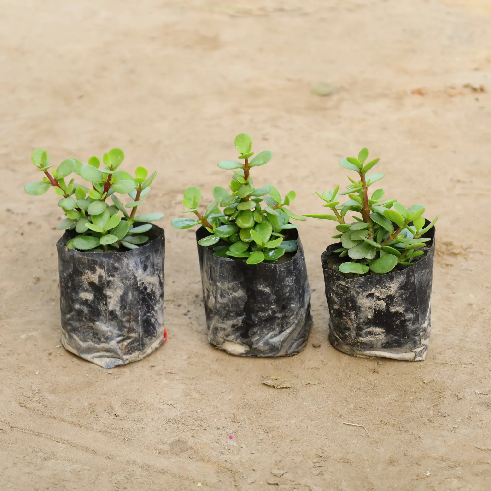 Set Of 3 - Bangolory Lucky Jade in 4 Inch Nursery Bag