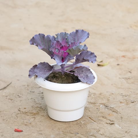 Kale (Any Colour) in 6 Inch Classy Red Plastic Pot