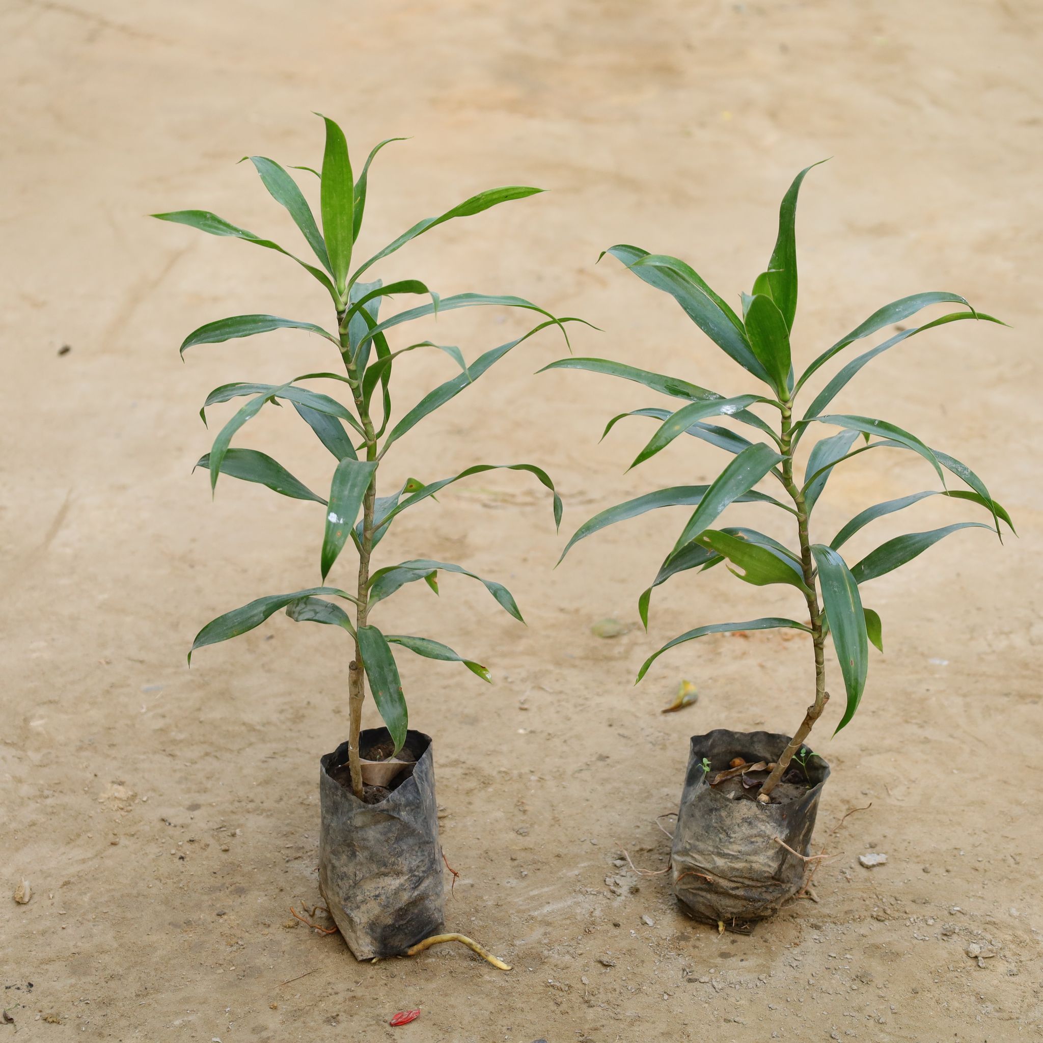 Set Of 2 - Dracaena Green in 4 Inch Nursery Bag