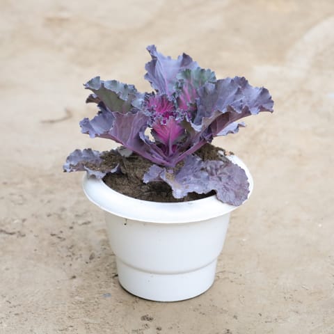 Kale (Any Colour) in 6 Inch Classy White Plastic Pot