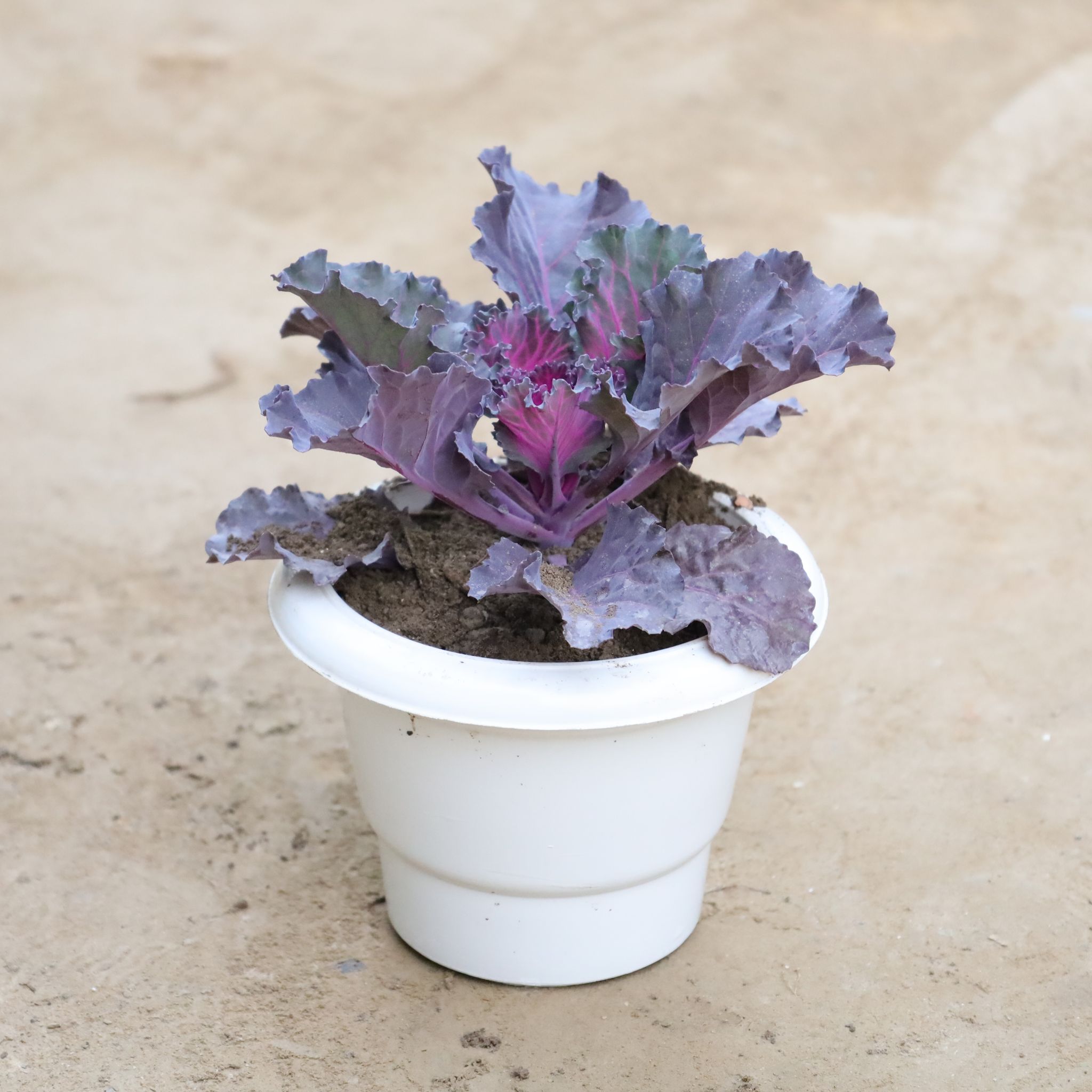 Kale (Any Colour) in 6 Inch Classy White Plastic Pot