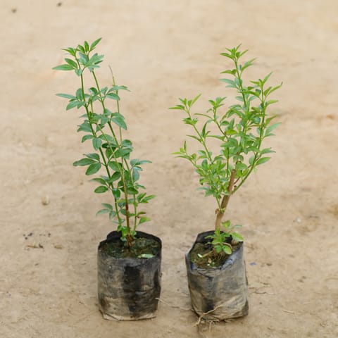 Set Of 2 - Chameli Yellow in 4 Inch Nursery Bag