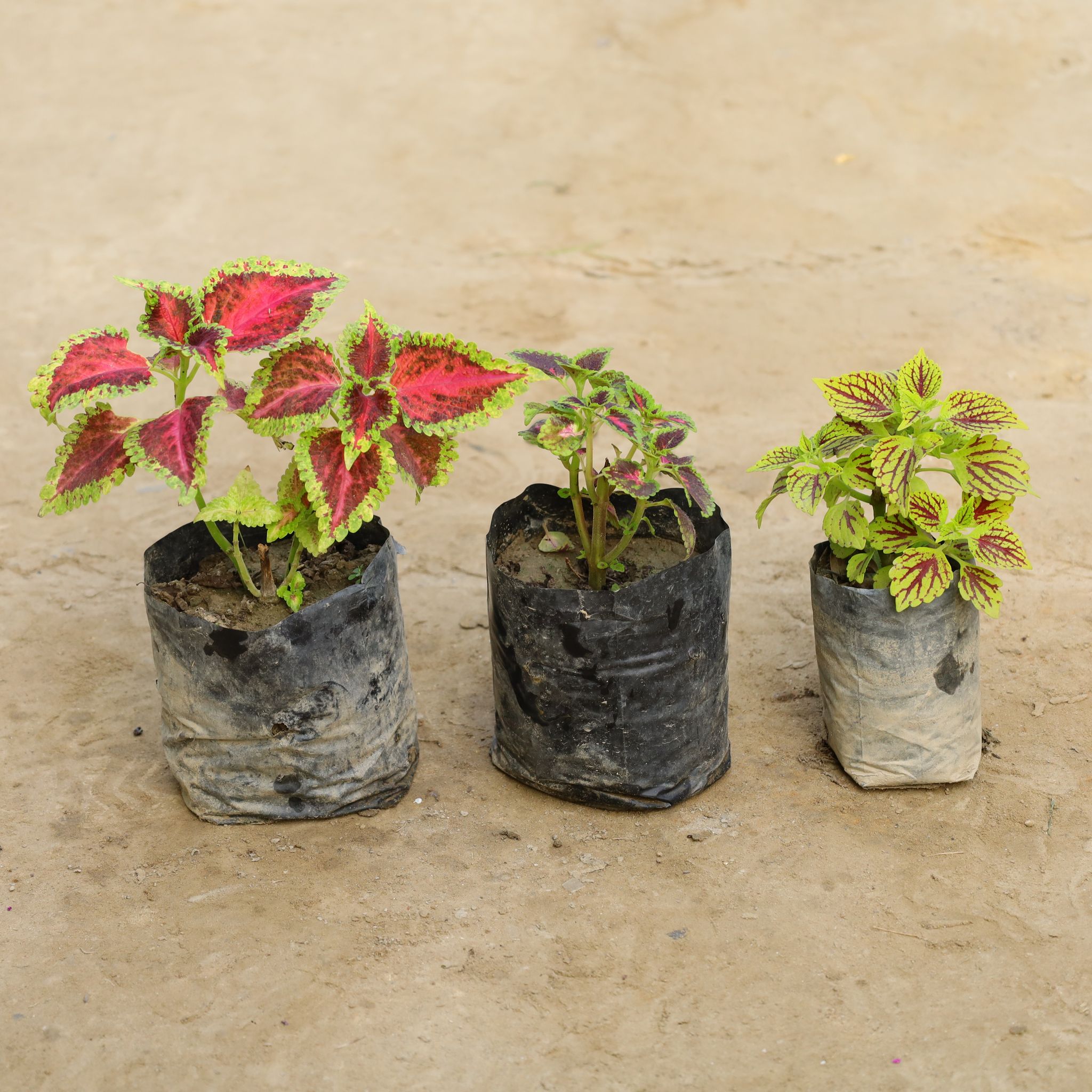 Set Of 3 - Coleus (Any Colour) in 4 Inch Nursery Bag