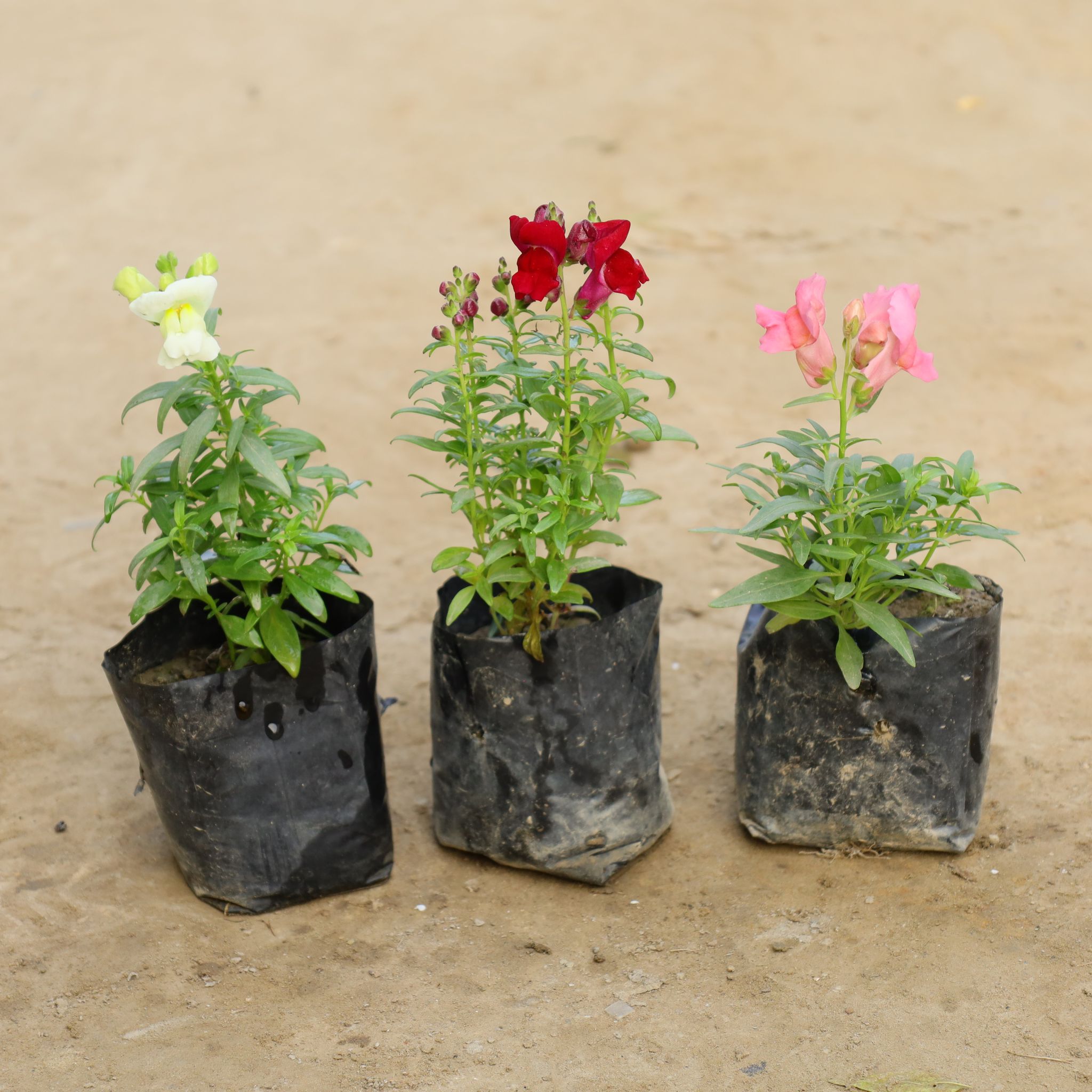 Set Of 3 - Antirrihinum Majus / Dog Flower (Any Colour) in 4 Inch Nursery Bag