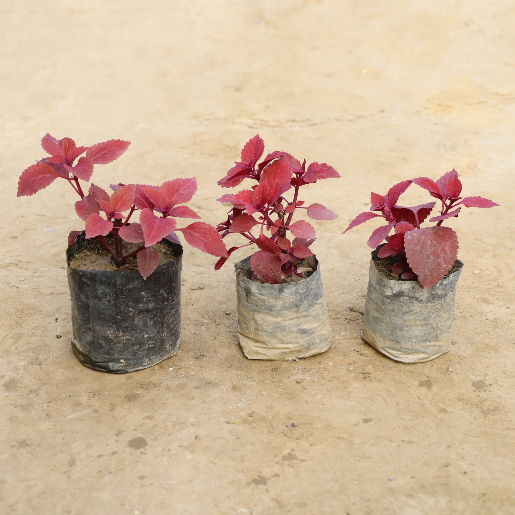 Set Of 3 - Coleus (Any Colour) Red in 4 Inch Nursery Bag