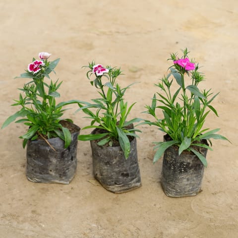 Set Of 3 - Dianthus in 4 Inch Nursery Bag
