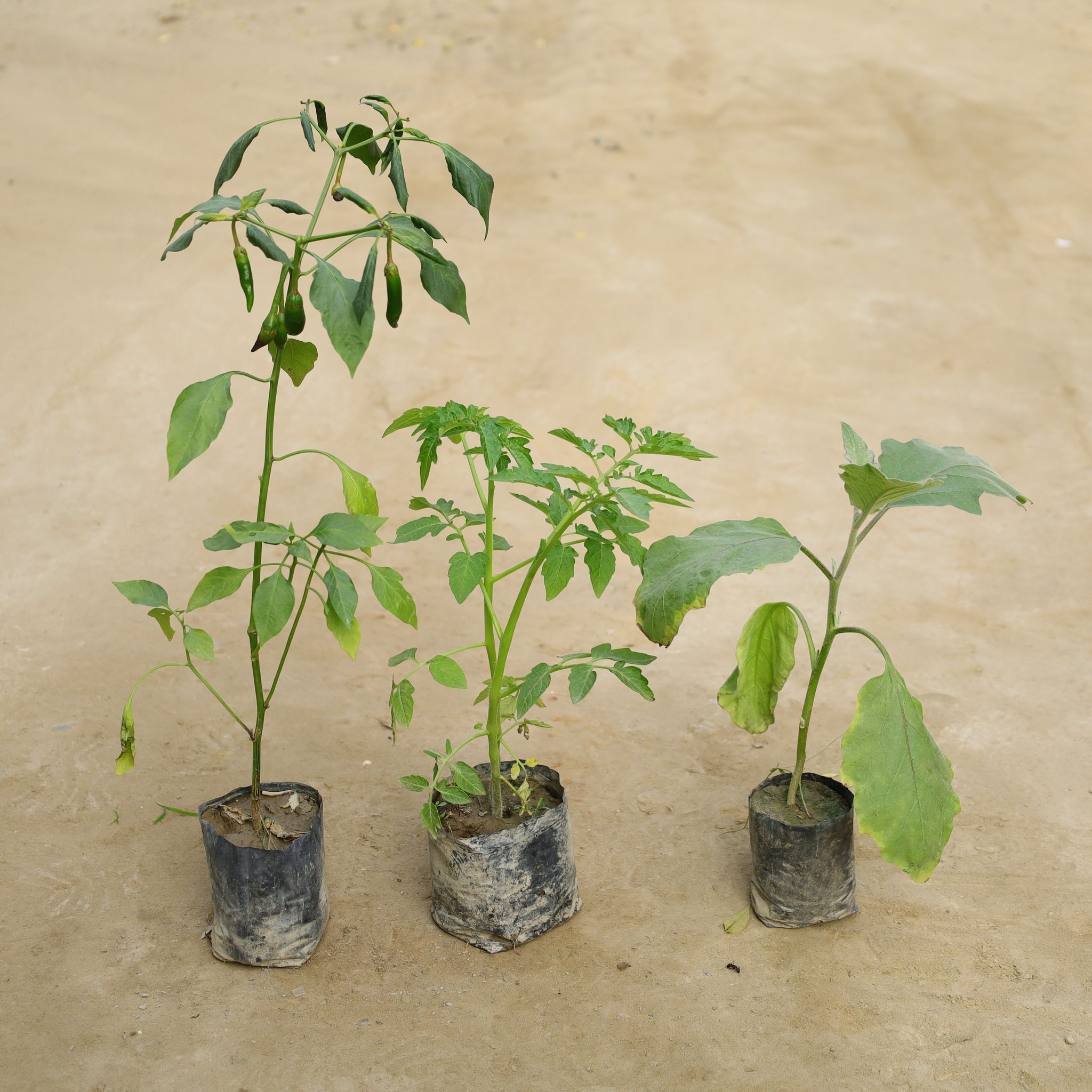 Set Of 3 - Green Chilli, Red Tomato & Round Brinjal in 4 Inch Nursery Bag
