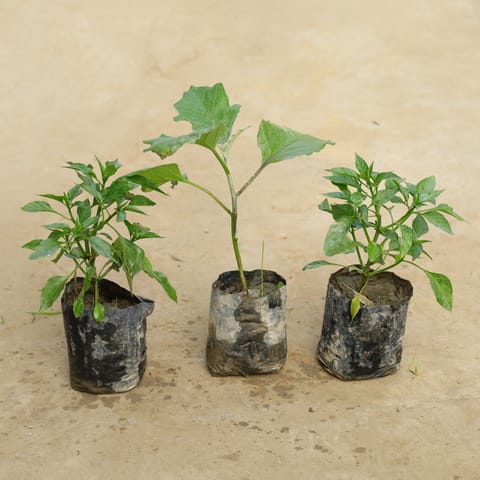 Set Of 3 - Chilli , Round Brinjal, Chilli in 4 Inch Nursery Bag